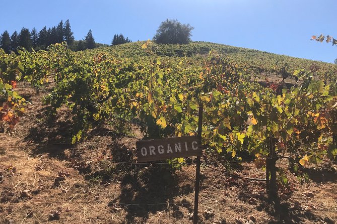 Small-Group Wine Country Tour from San Francisco with Tastings - Sonoma Plaza gives the day breathing room