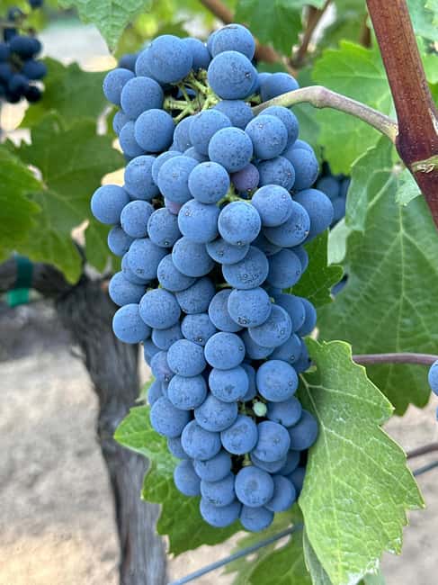Sonoma: Sonoma Plaza Walking Tour - Key points to know before booking