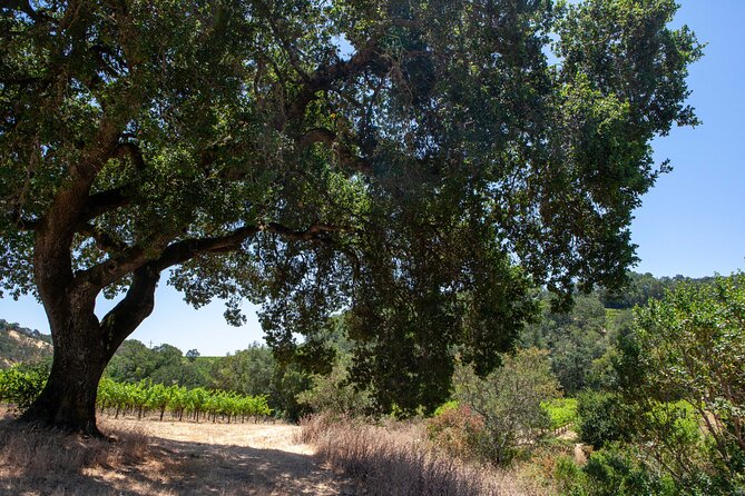 Sonoma Trike and Mindfulness - 3 hour guided tour - Key points before you book