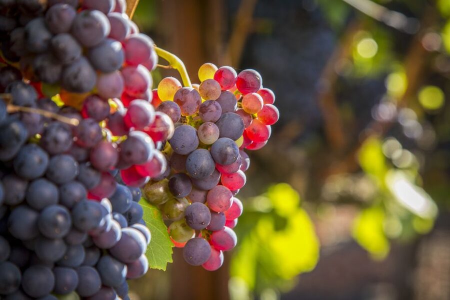 Sonoma Valley: Guided Winery Tour with Picnic Lunch - Who Will Like This Sonoma Tour Most