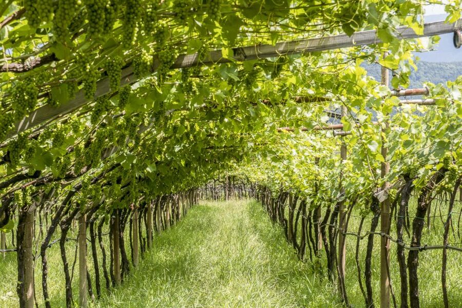 Sonoma Valley: Guided Winery Tour with Picnic Lunch - Lunch at a Winery, Not Just a Restaurant Stop