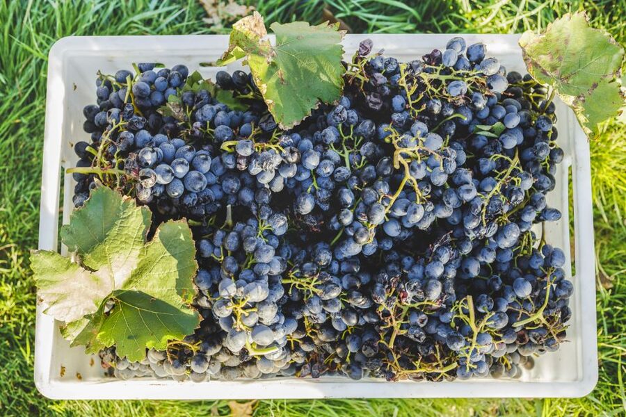 Sonoma Valley: Guided Winery Tour with Picnic Lunch - Wine Fees, Bottle Purchases, and Smart Planning