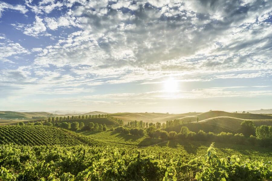 Sonoma Valley: Guided Winery Tour with Picnic Lunch - A Seven-Hour Route Through Sonoma Valley