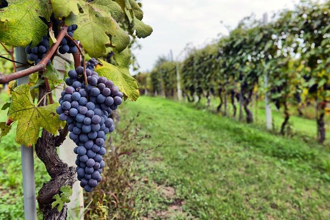Sonoma Wine Tour with 2 Tastings Included Small-Group Half Day - Homewood Winery and the value of a smaller tasting room
