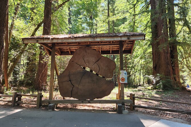 Train Ride Adventure through Mother Natures Giant Redwoods Park - Who should book this outing