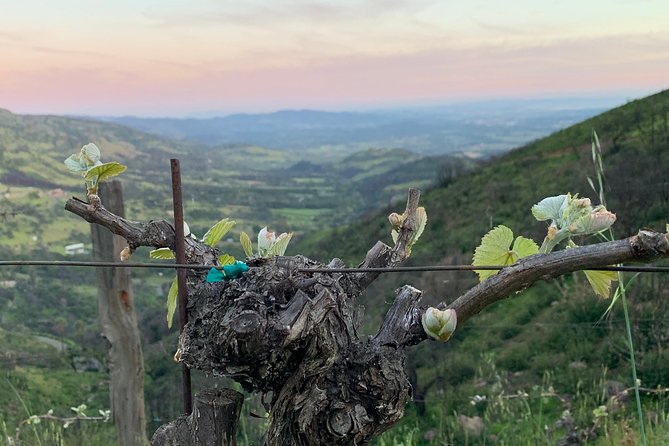 Wine Tour Pros - Wine Tour and Transportation: SUV Up To 6 Guests - A private wine day instead of a fixed bus route