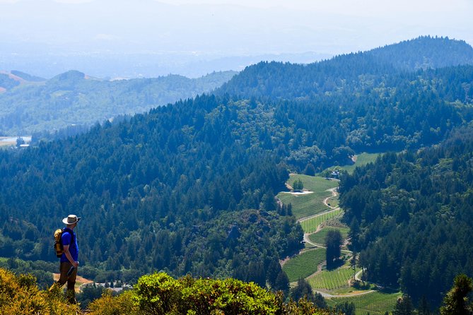 Wine & Wellness Tour in Napa Valley - Why combine a redwood hike with Napa wine?