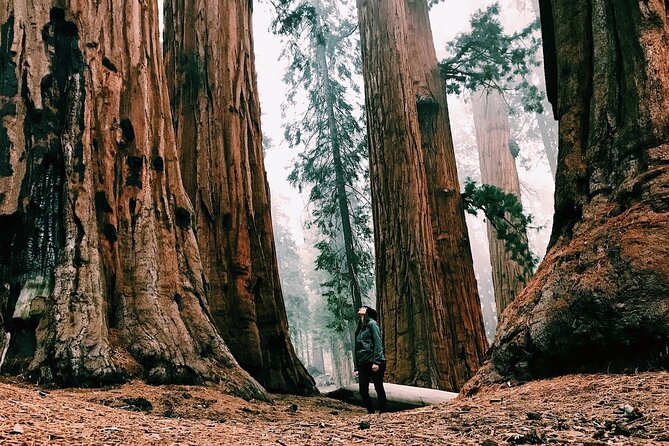 Yosemite 3-Day Lodging Adventure from San Francisco - Day two, the tour’s main hiking day