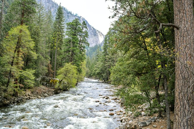 Yosemite Adventure: Full-Day Private Tour from San Francisco - Mariposa Grove and the giant sequoias