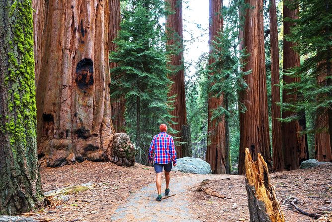 Yosemite and Tahoe from San Francisco: 4 Day Sierra Nevada Tour - The small-group style and physical demands