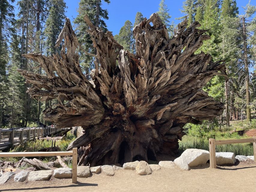 Yosemite, Giant Sequoias, Private Tour from San Francisco - What the guides add to the day
