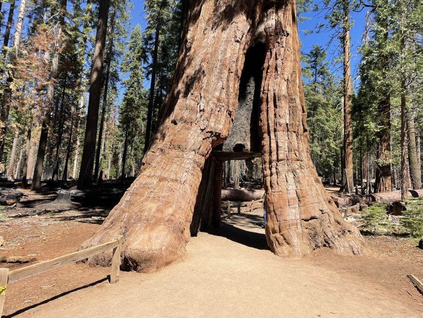 Yosemite, Giant Sequoias, Private Tour from San Francisco - Swinging Bridge and the Merced River