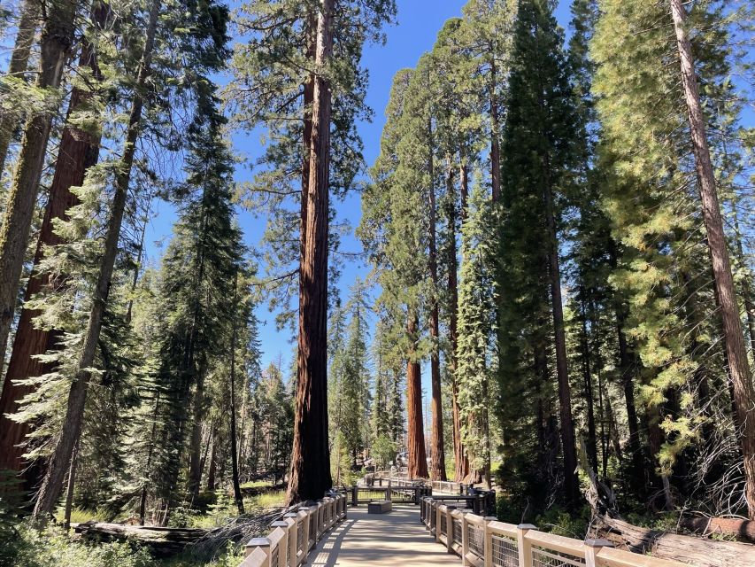 Yosemite, Giant Sequoias, Private Tour from San Francisco - El Capitan and Valley View