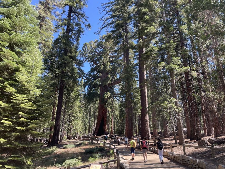 Yosemite, Giant Sequoias, Private Tour from San Francisco - Giant sequoias, with an important route question