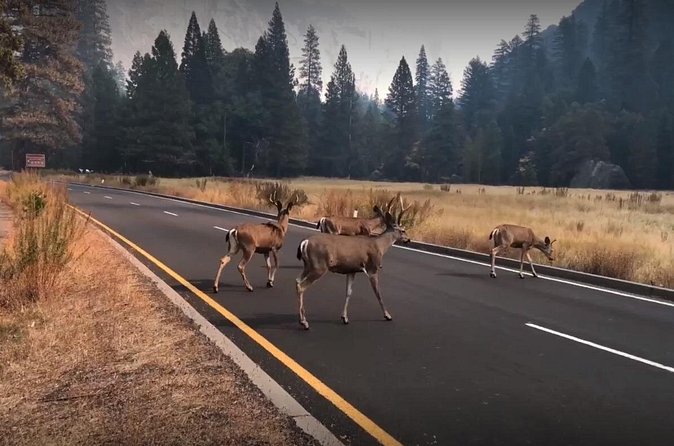 Yosemite, Kings Canyon National Parks 2 Day Tour from SF - Guides, explanations, and the importance of English service